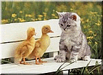 canard