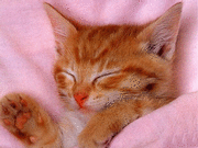 il est beau le chat(e)