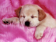 dormir