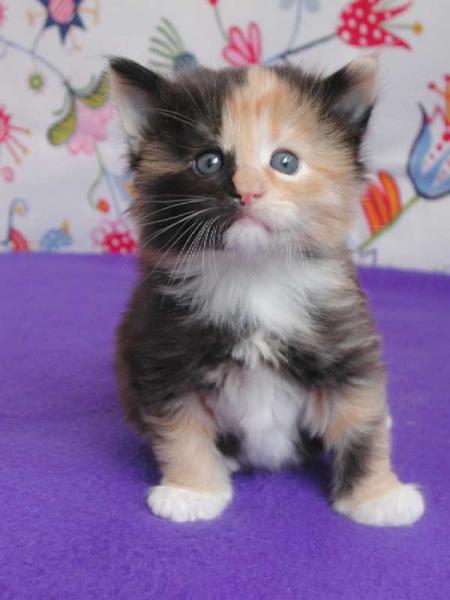 chat